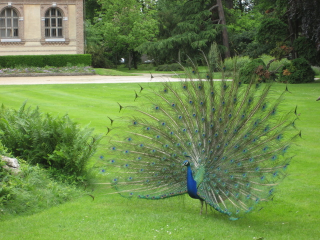 Pfaue im Jardin Massey in Tarbes